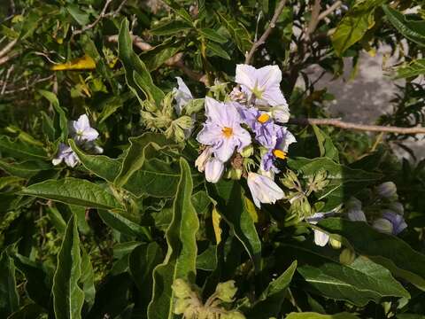 Image of Solanum bonariense L.