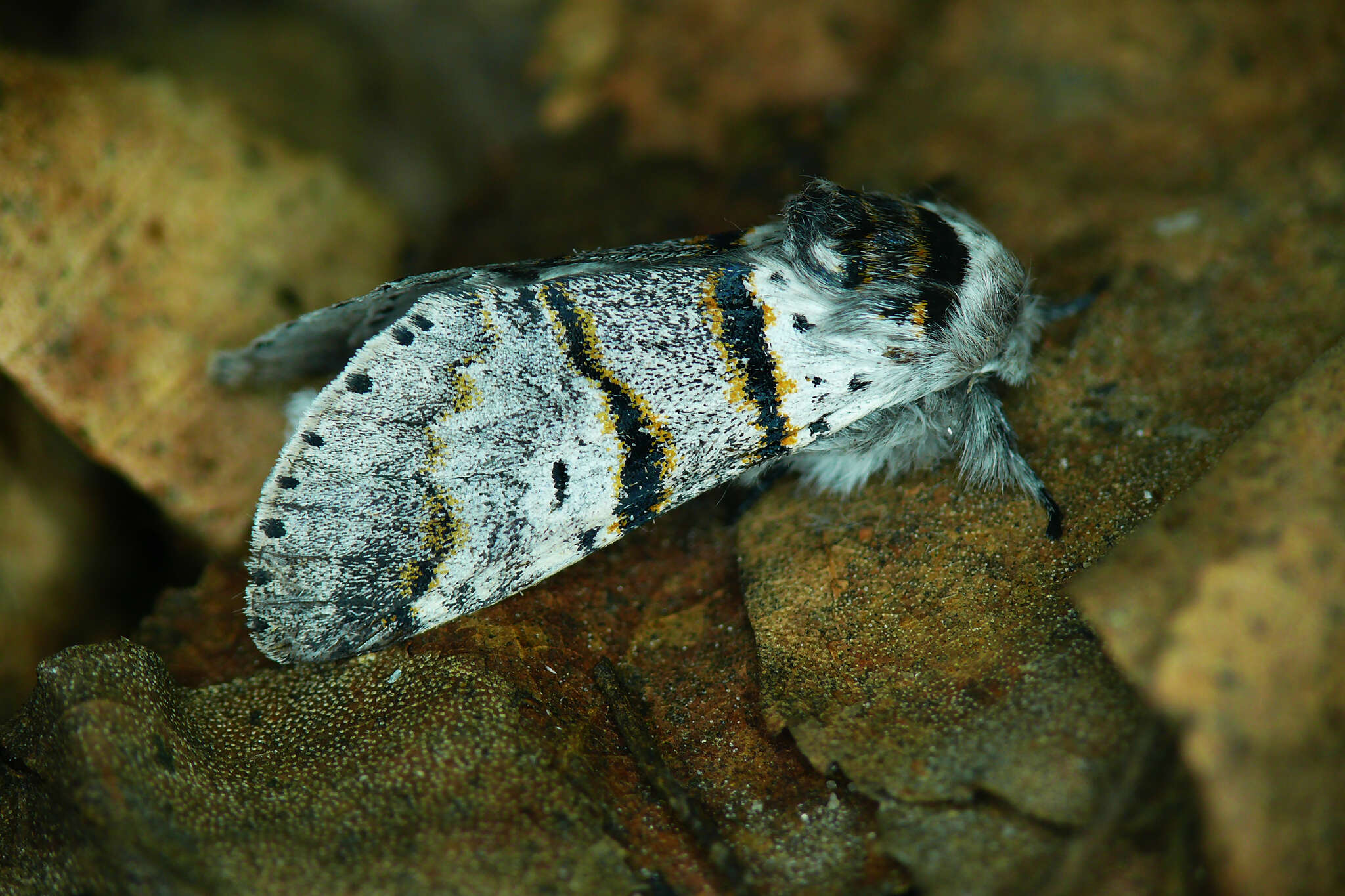 Image of Furcula bifida Brahm 1787