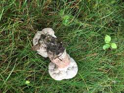 Sivun Tylopilus ferrugineus (Frost) Singer 1947 kuva