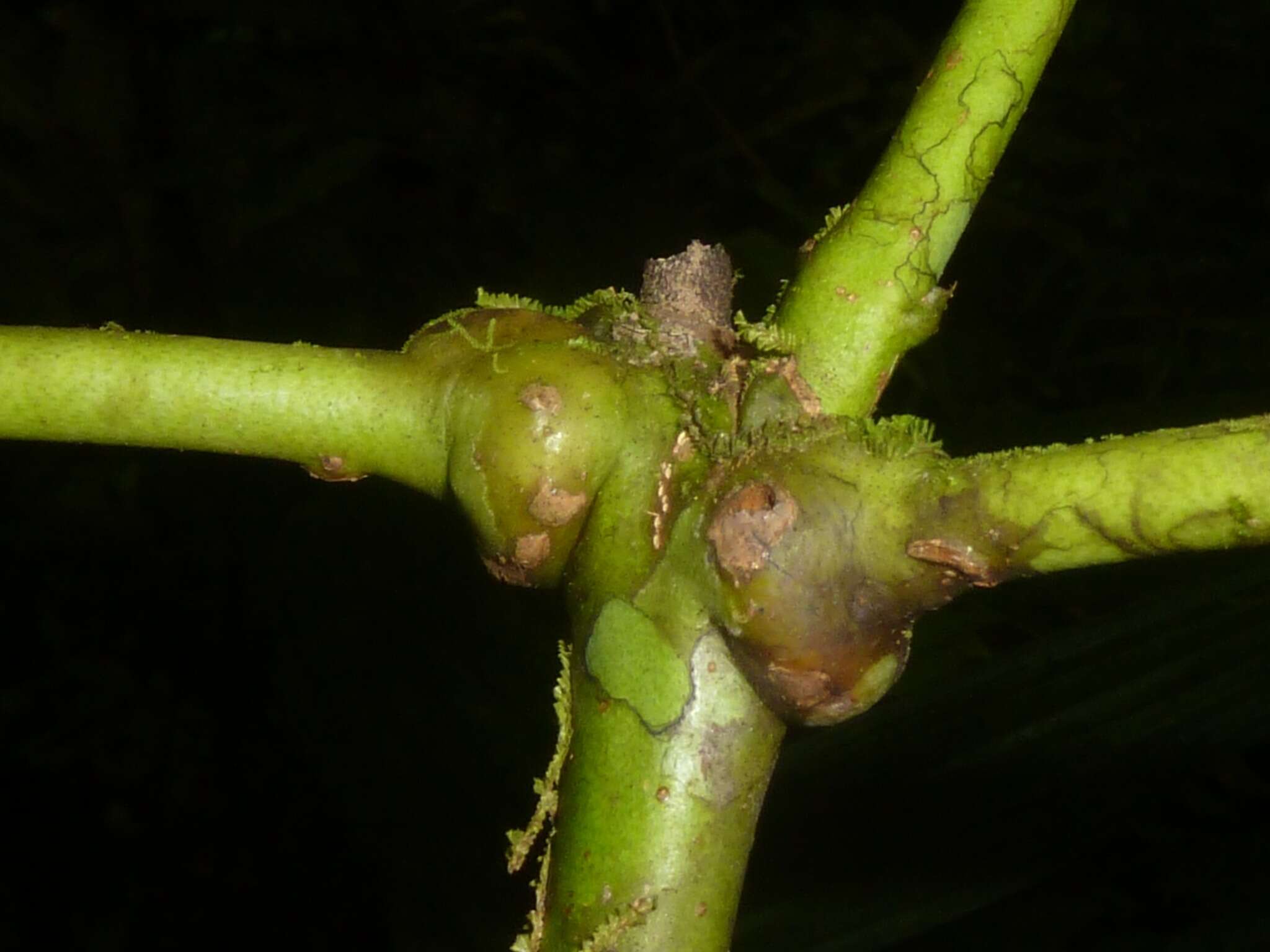 Image of Amyris magnifolia Gómez-Laur. & Q. Jimenez