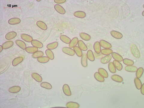 Image of Flammulaster limulatus (Fr.) Watling 1967