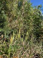 Image of Lycopodium japonicum Thunb. ex Murray