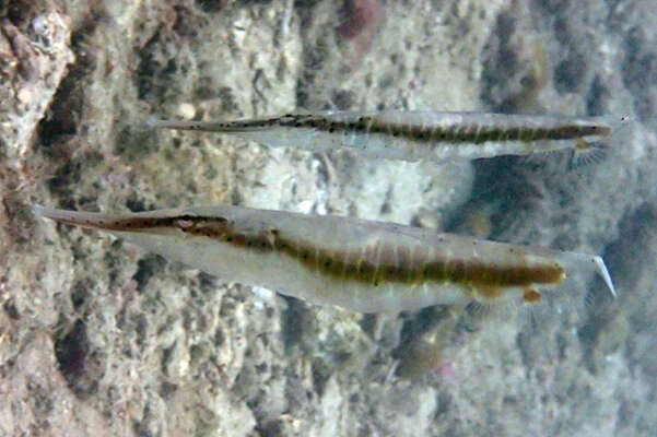 Image of Speckled shrimpfish