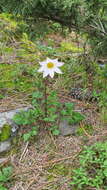 Image of Dahlia scapigera (Dietr.) Knowles & Westc.