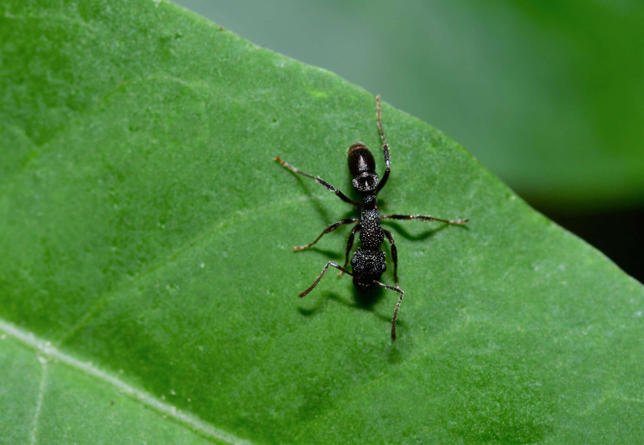 Image de Rhytidoponera anceps Emery 1898