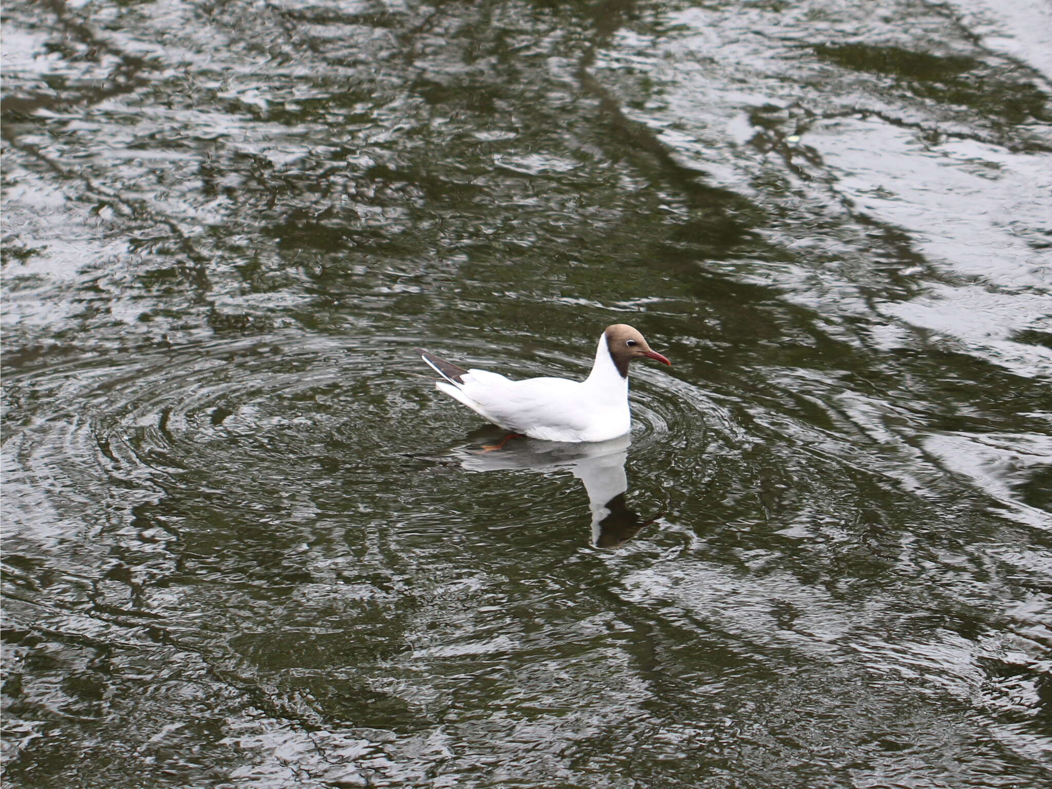 Image of Black-headed Gull