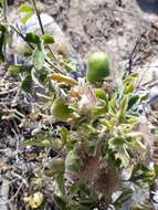 Imagem de Passiflora pentaschista