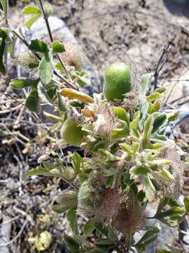 Image of Passiflora pentaschista