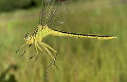 Image of Southern Yellowjack