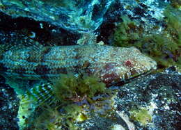 Image of Diamond Lizardfish