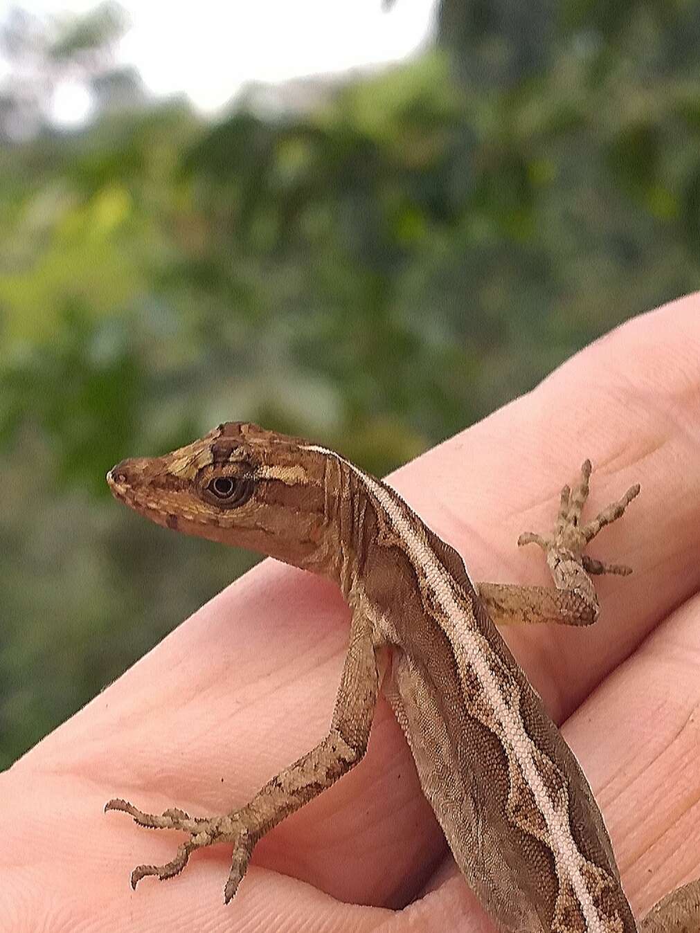 Image of Granular Anole