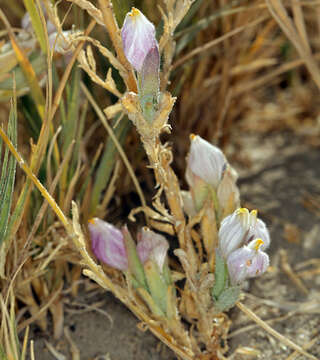 Image of saltmarsh bird's-beak