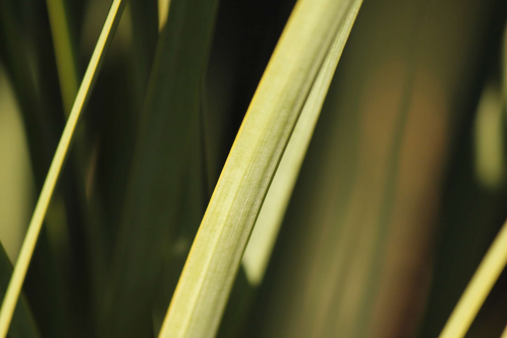 Image of Xanthorrhoea semiplana F. Muell.