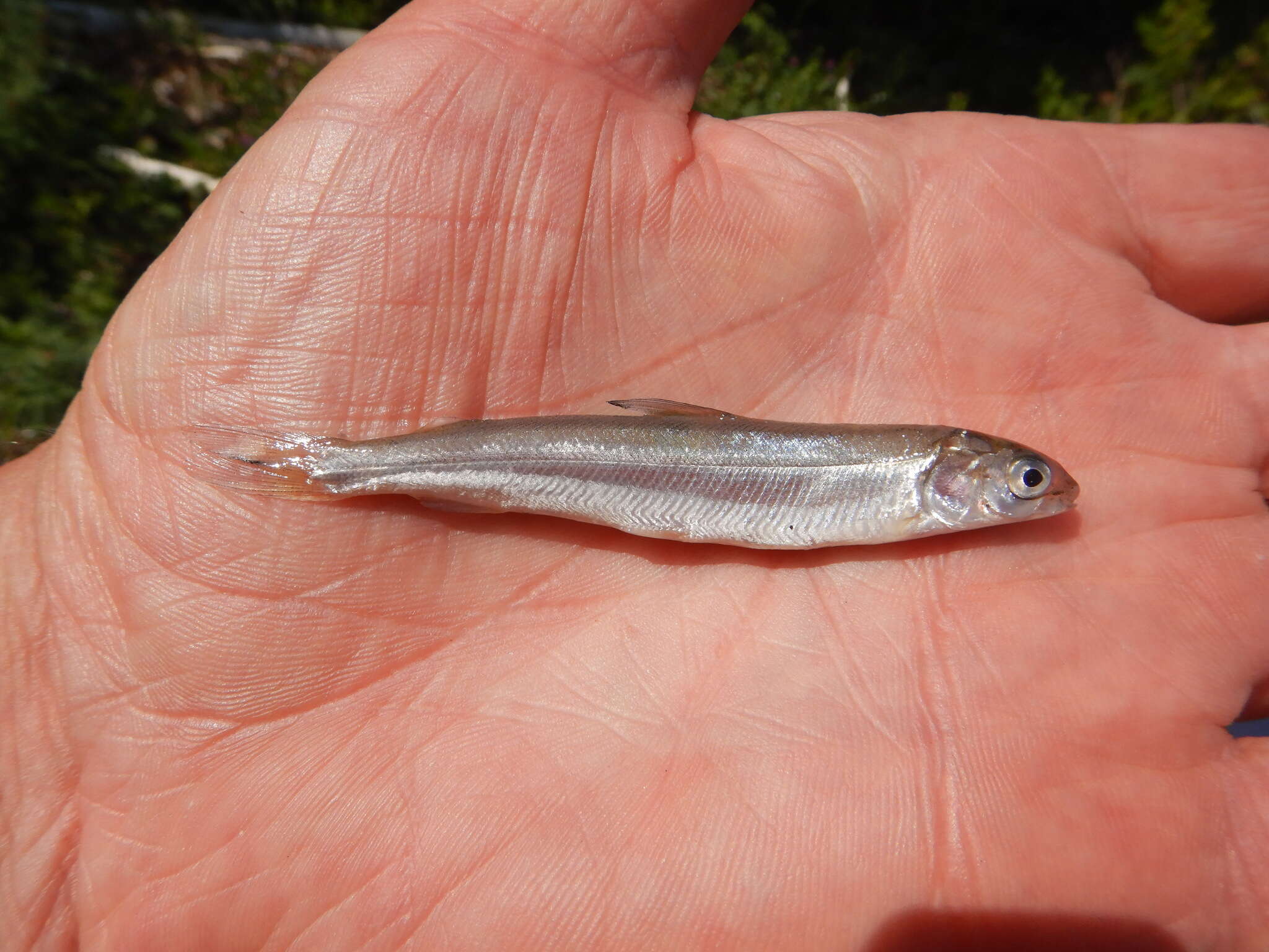 Image of Lake whitefish