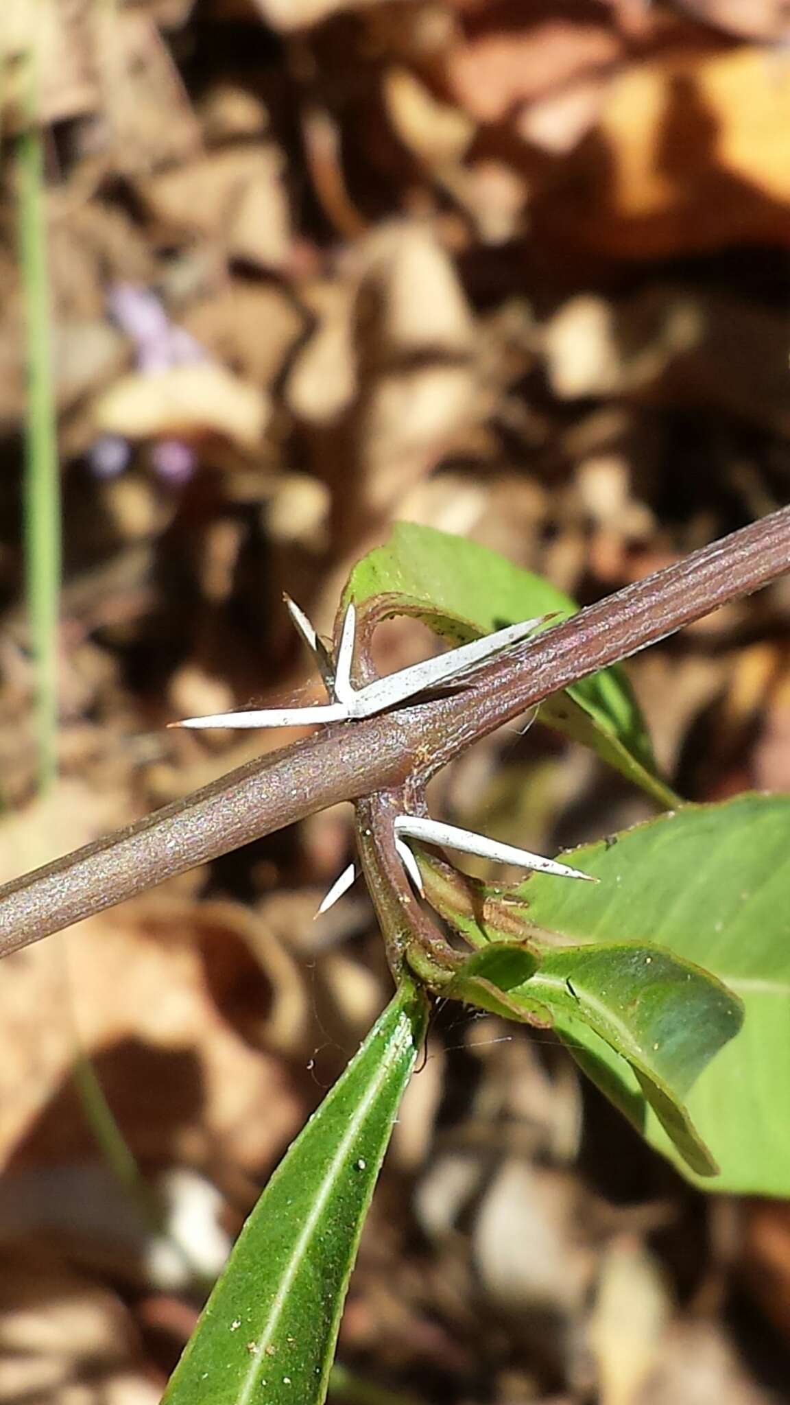 Image of Barleria perrieri Benoist