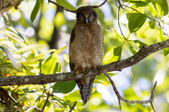 Image of Rufous Boobook