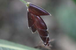 Plancia ëd Calathea erythrolepis L. B. Sm. & Idrobo