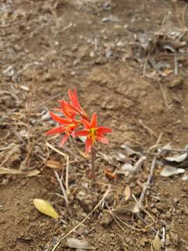 Image of Zephyranthes advena