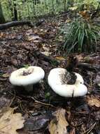 Lactarius vellereus (Fr.) Fr. 1838 resmi