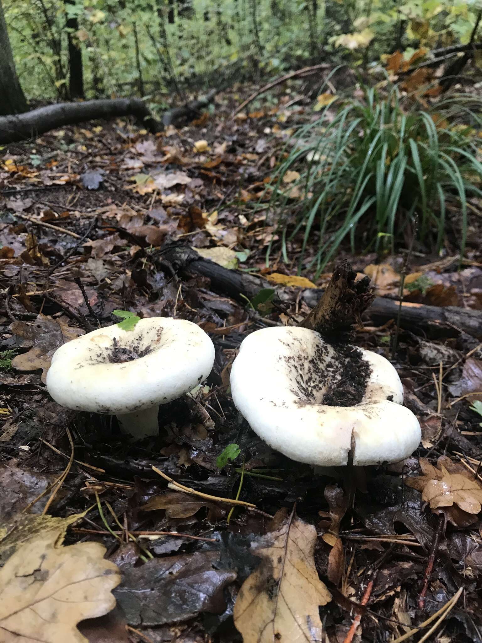 Image of fleecy milk-cap