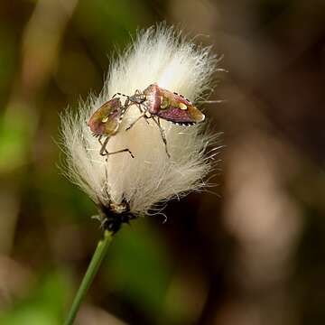 Image of sloe bug