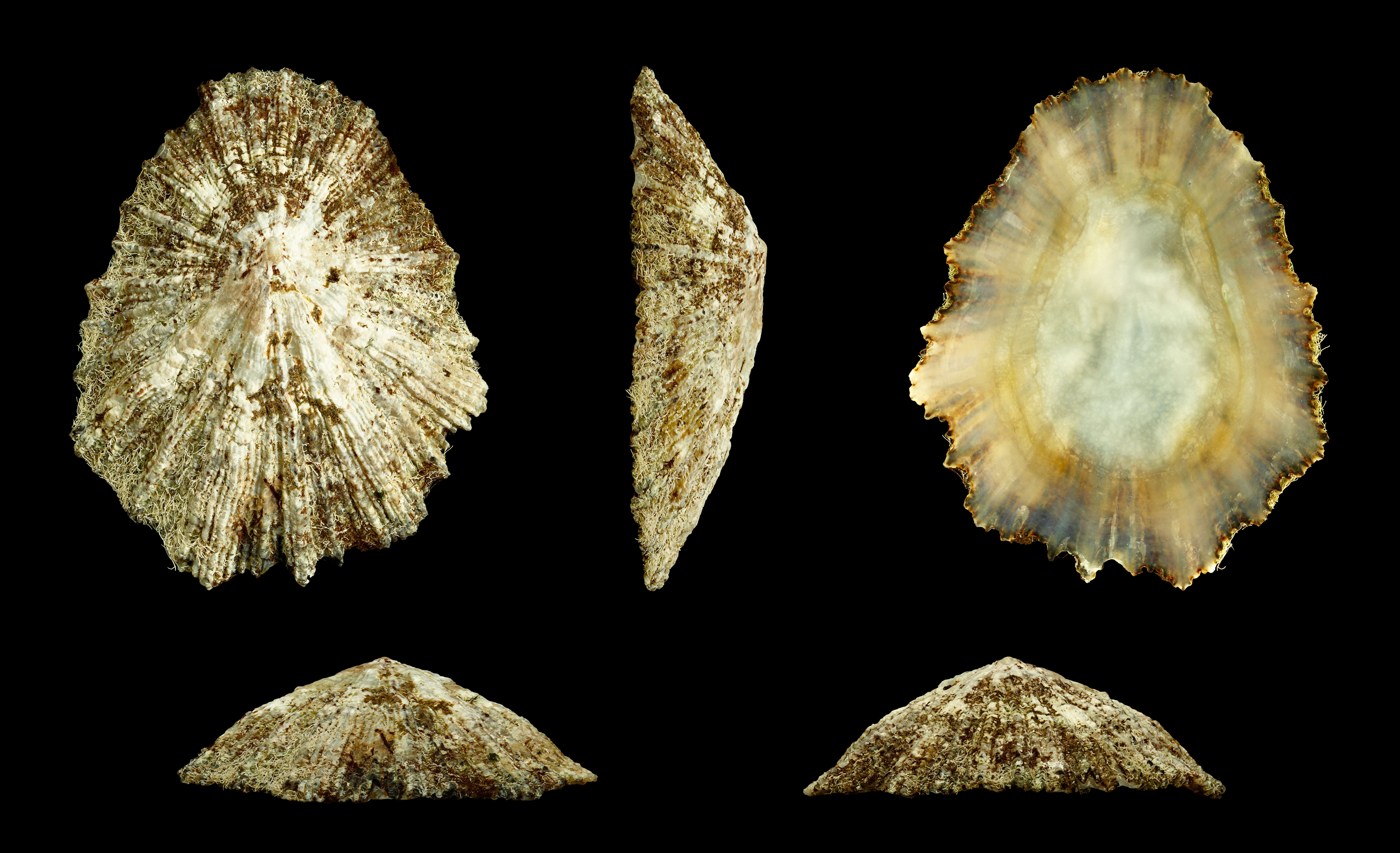 Image of China Limpet