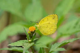 Image of Eurema simulatrix (Staudinger 1891)