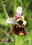 Image of ophrys