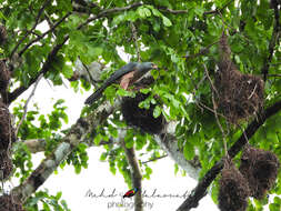 صورة Accipiter hiogaster leucosomus (Sharpe 1874)