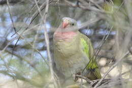 Image of Alexandra's Parrot