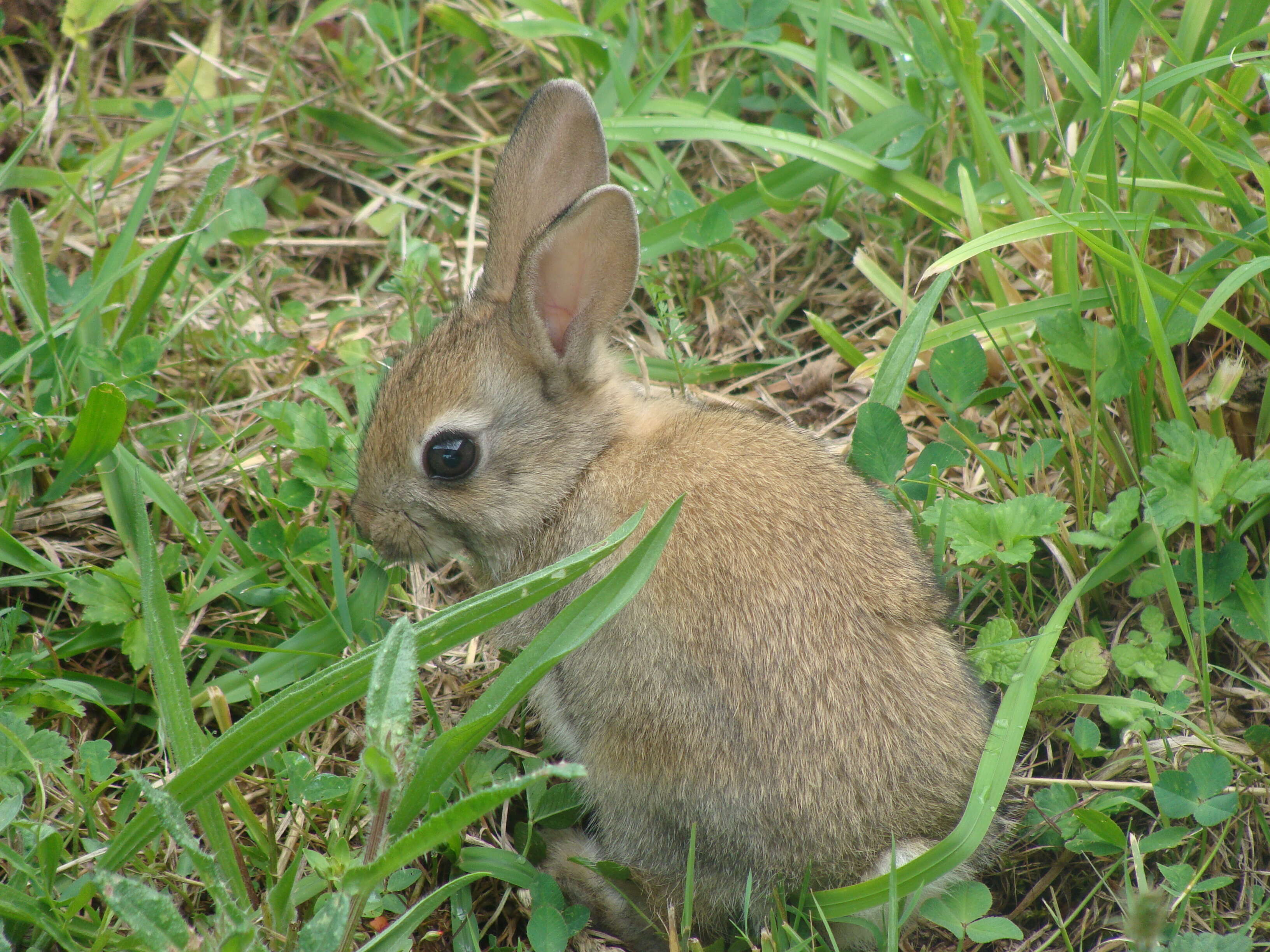 Image of Oryctolagus Lilljeborg 1873