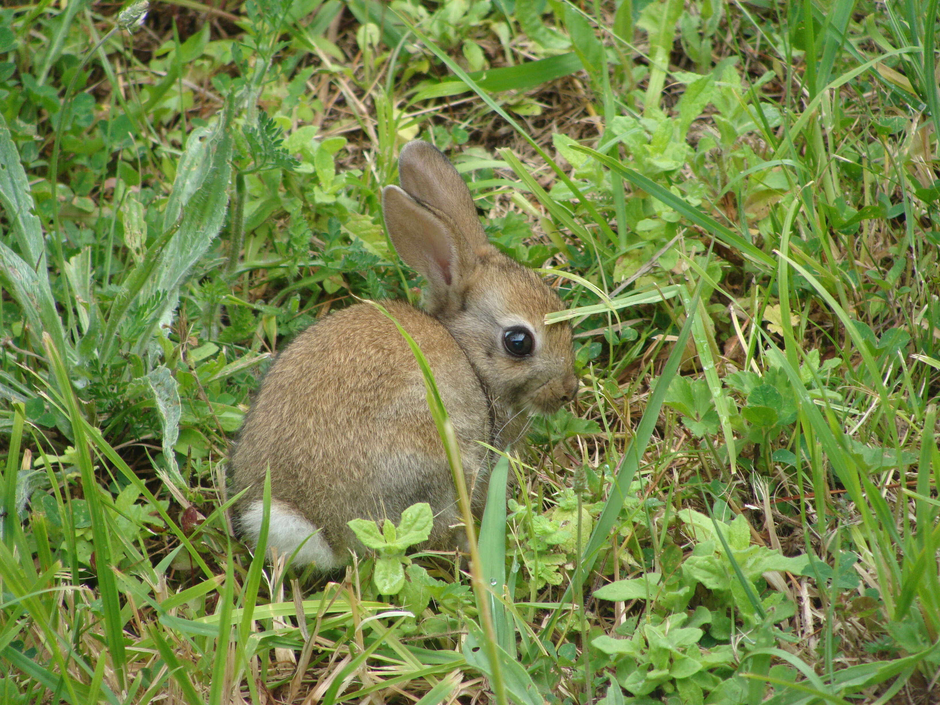 Image of Oryctolagus Lilljeborg 1873