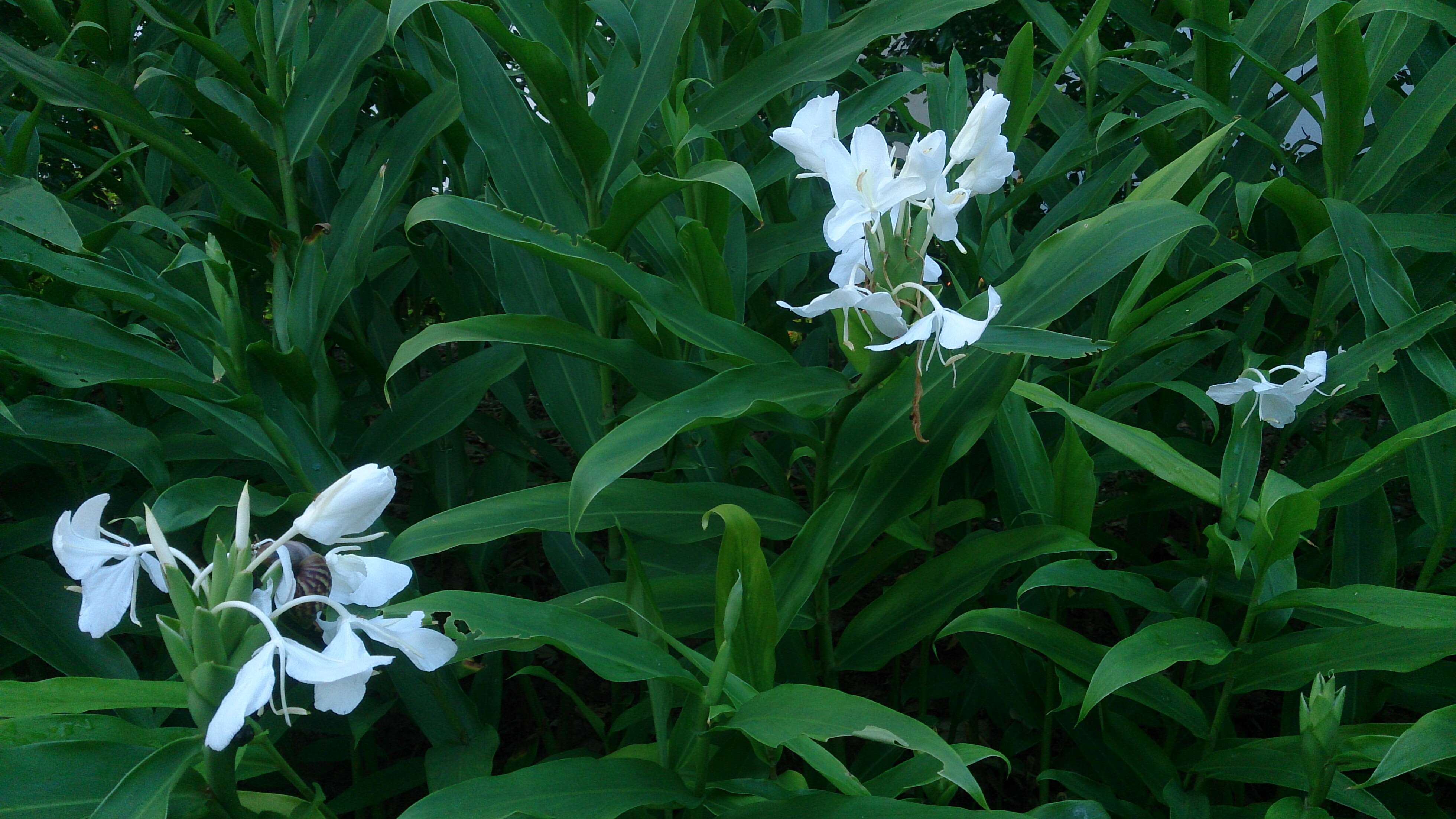 Image of white garland-lily