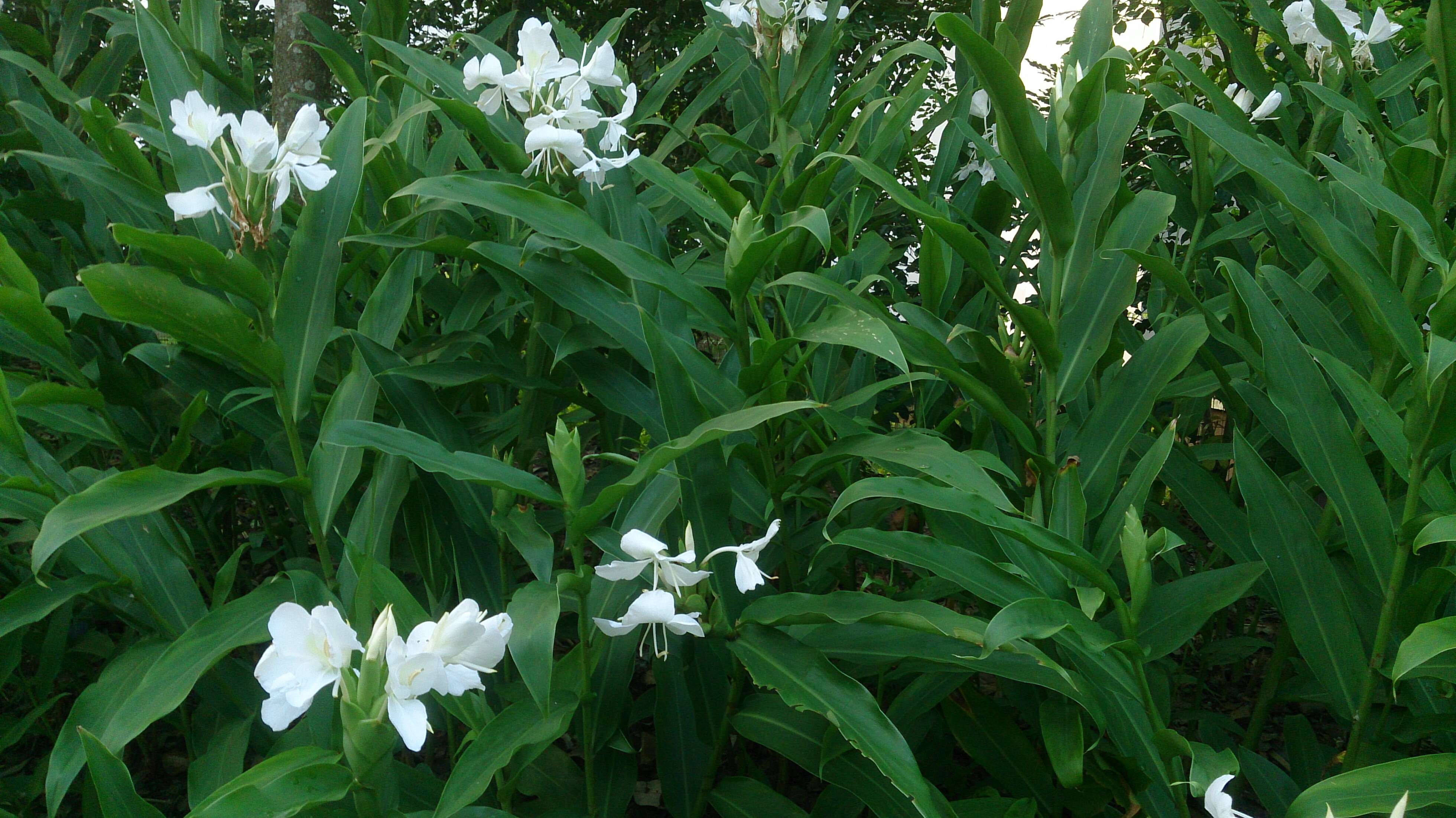 Imagem de Hedychium coronarium J. Koenig