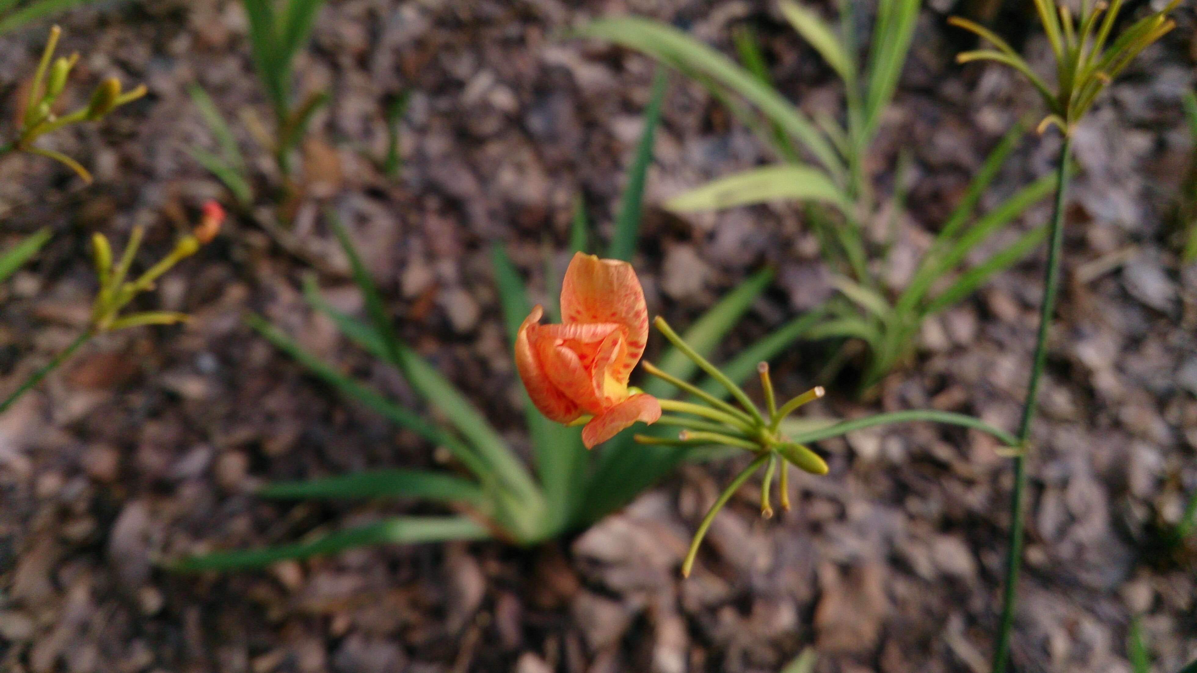 Image of Leopard flower