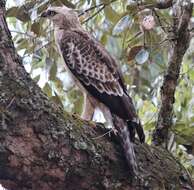 Nisaetus nipalensis Hodgson 1836 resmi