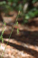 Image of chestnut sedge