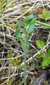 Image of boreal draba