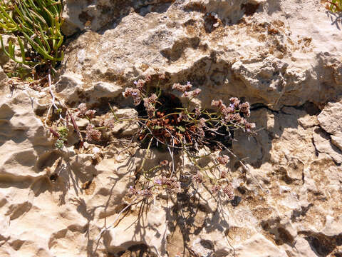 Imagem de Limonium dufourii (Girard) O. Kuntze