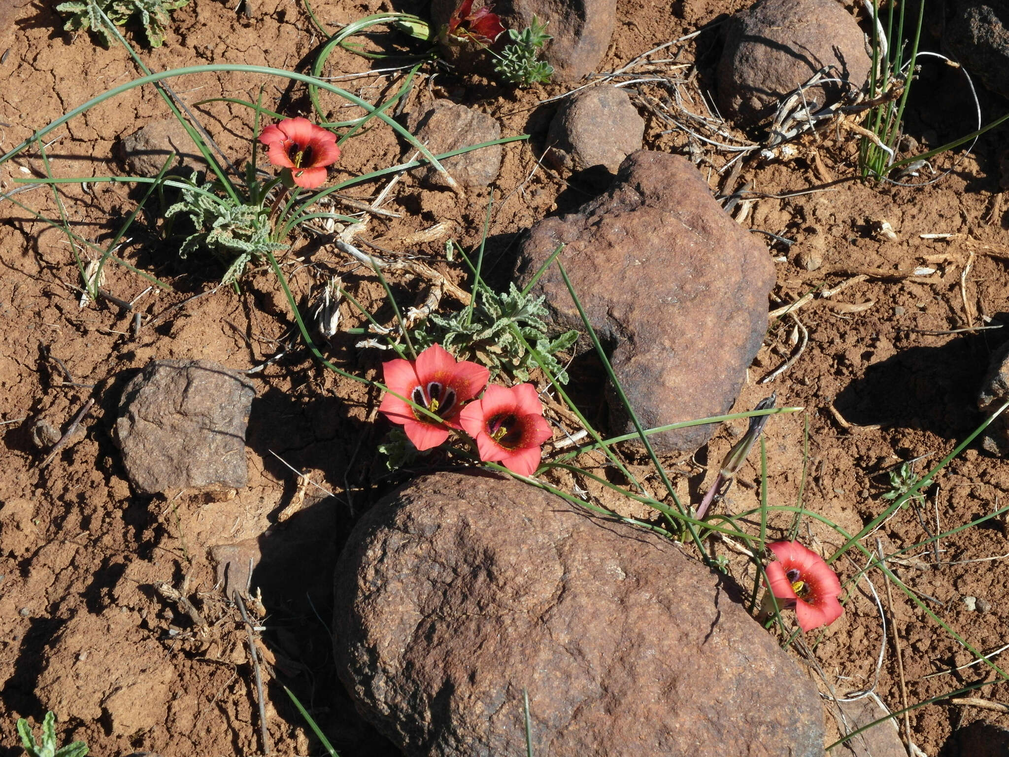 Image of Romulea monadelpha (Sweet ex Steud.) Baker