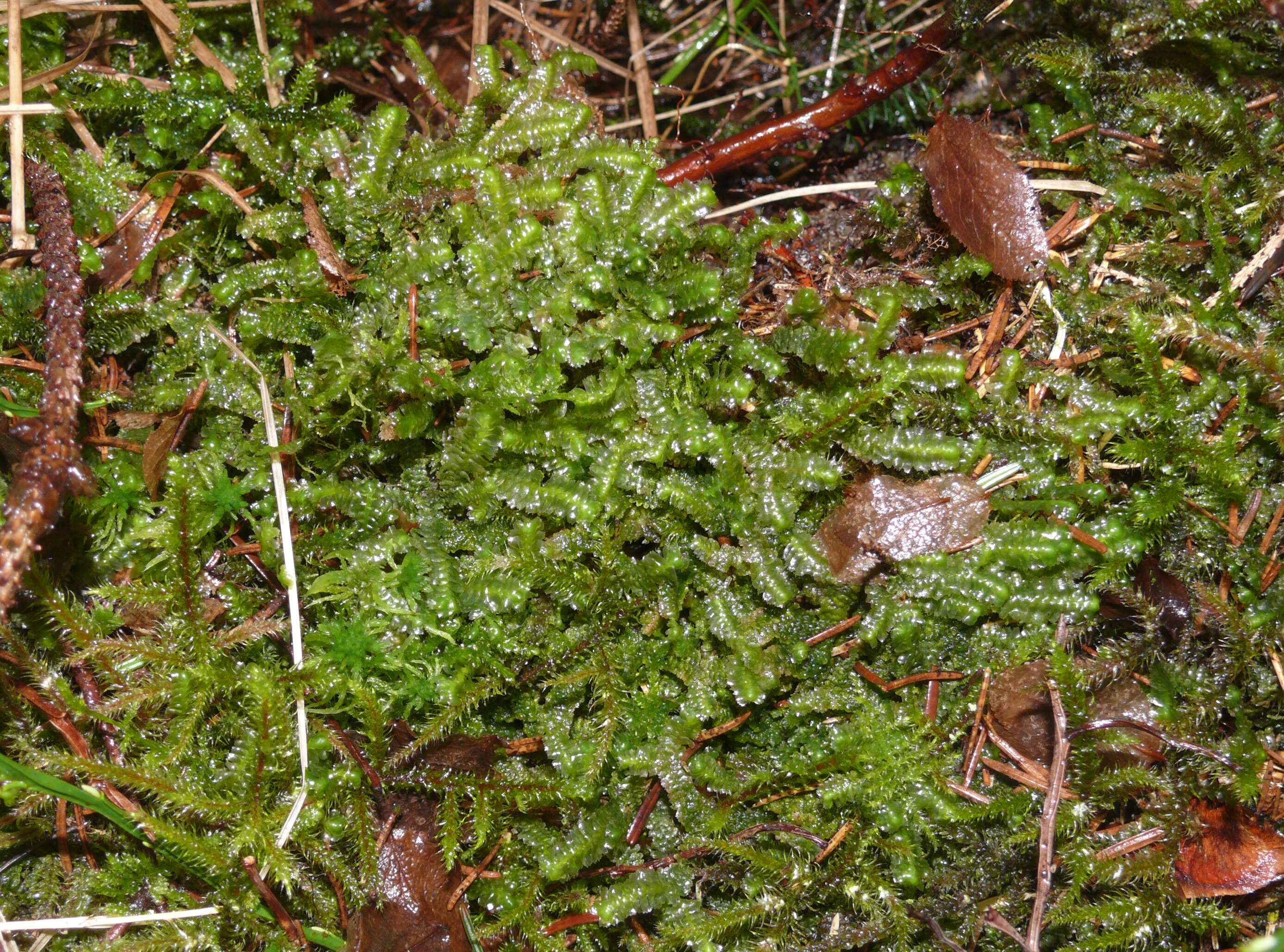 Image of greater whipwort