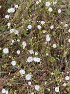 Image of One-Flower Stitchwort