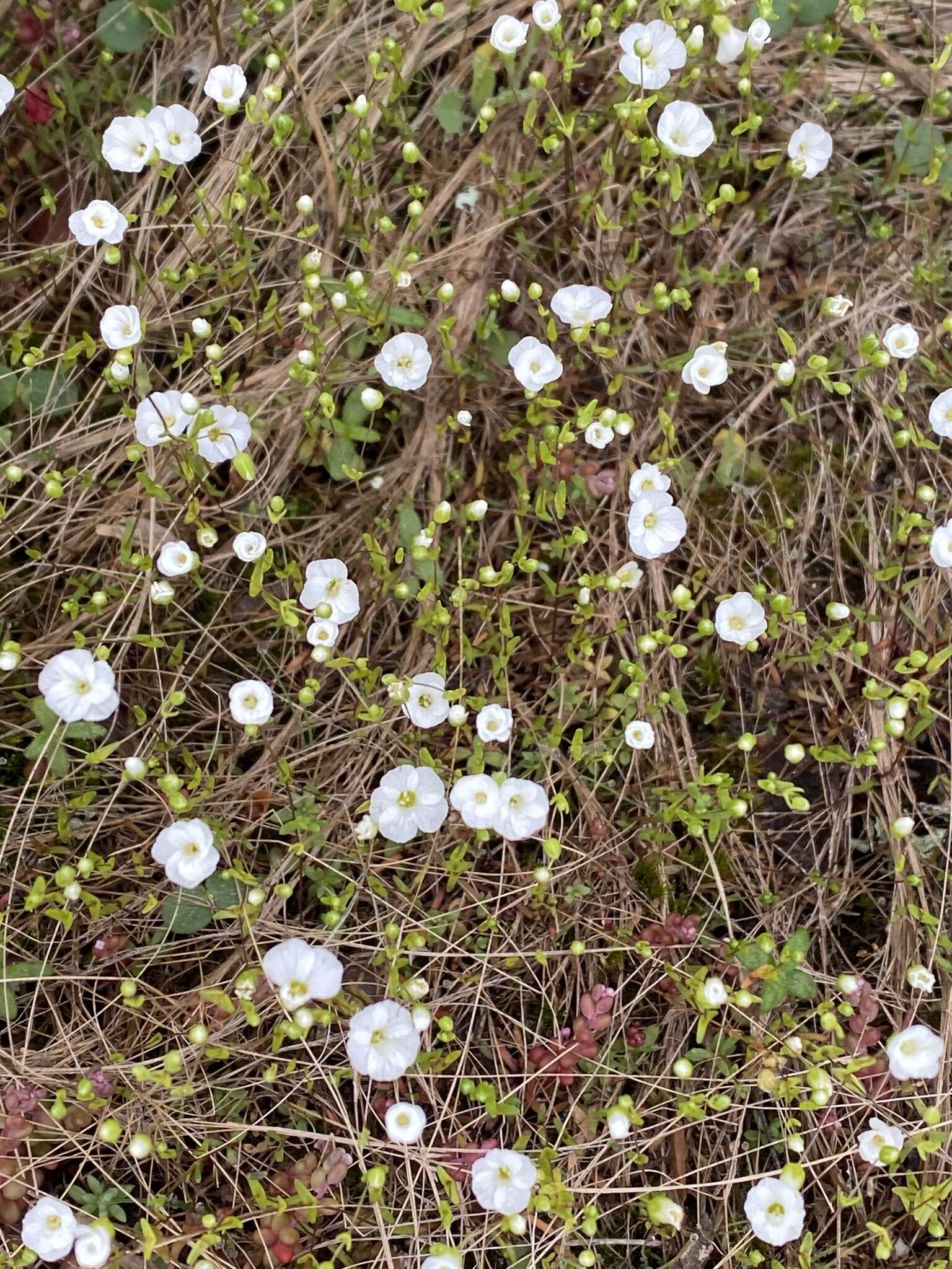 Image of One-Flower Stitchwort