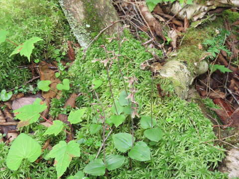 Image of Kidneyleaf twayblade