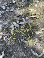 Image of Drosera gigantea Lindl.