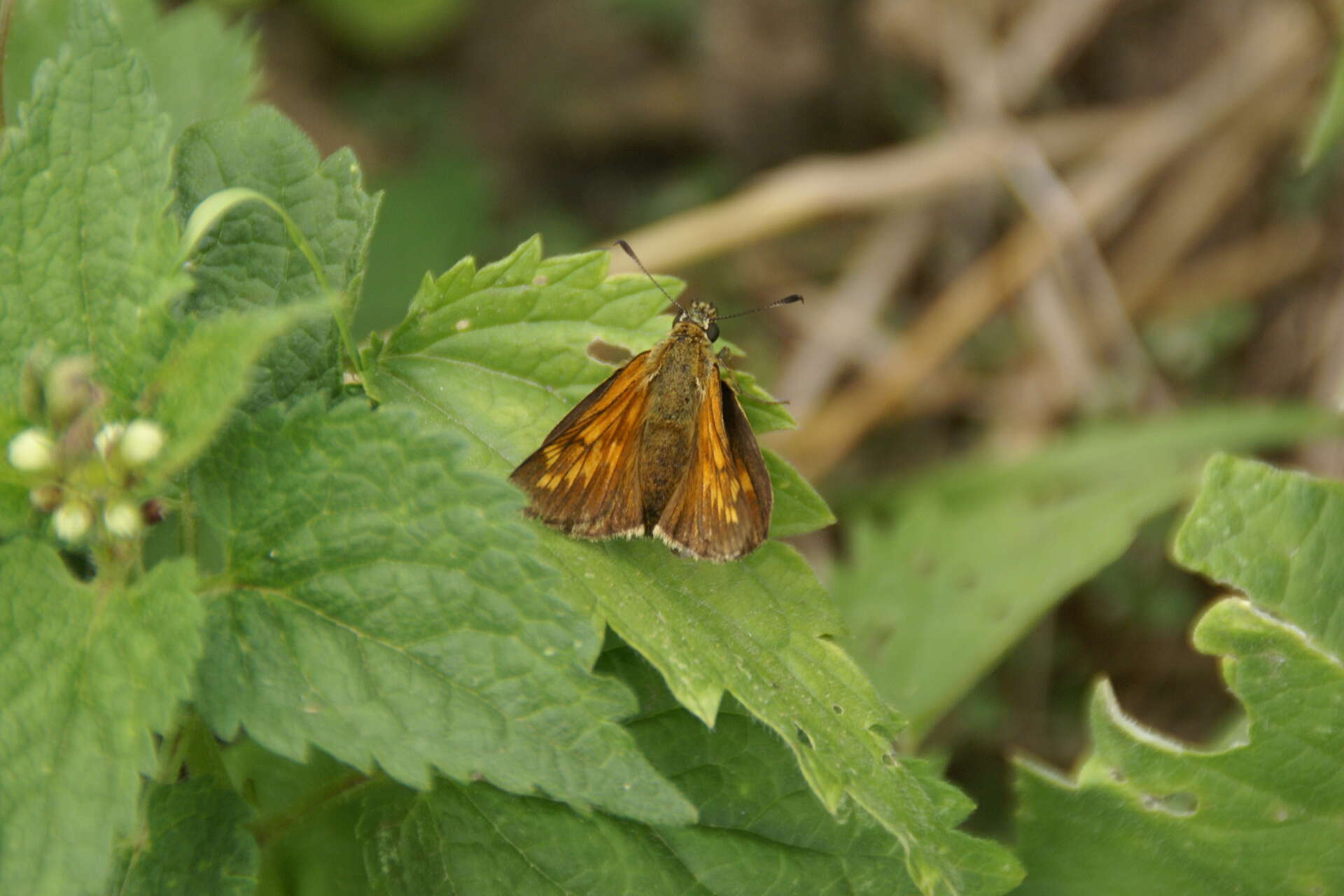 Image of Ochlodes sylvanus