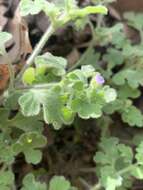 Image of smallflower nemophila