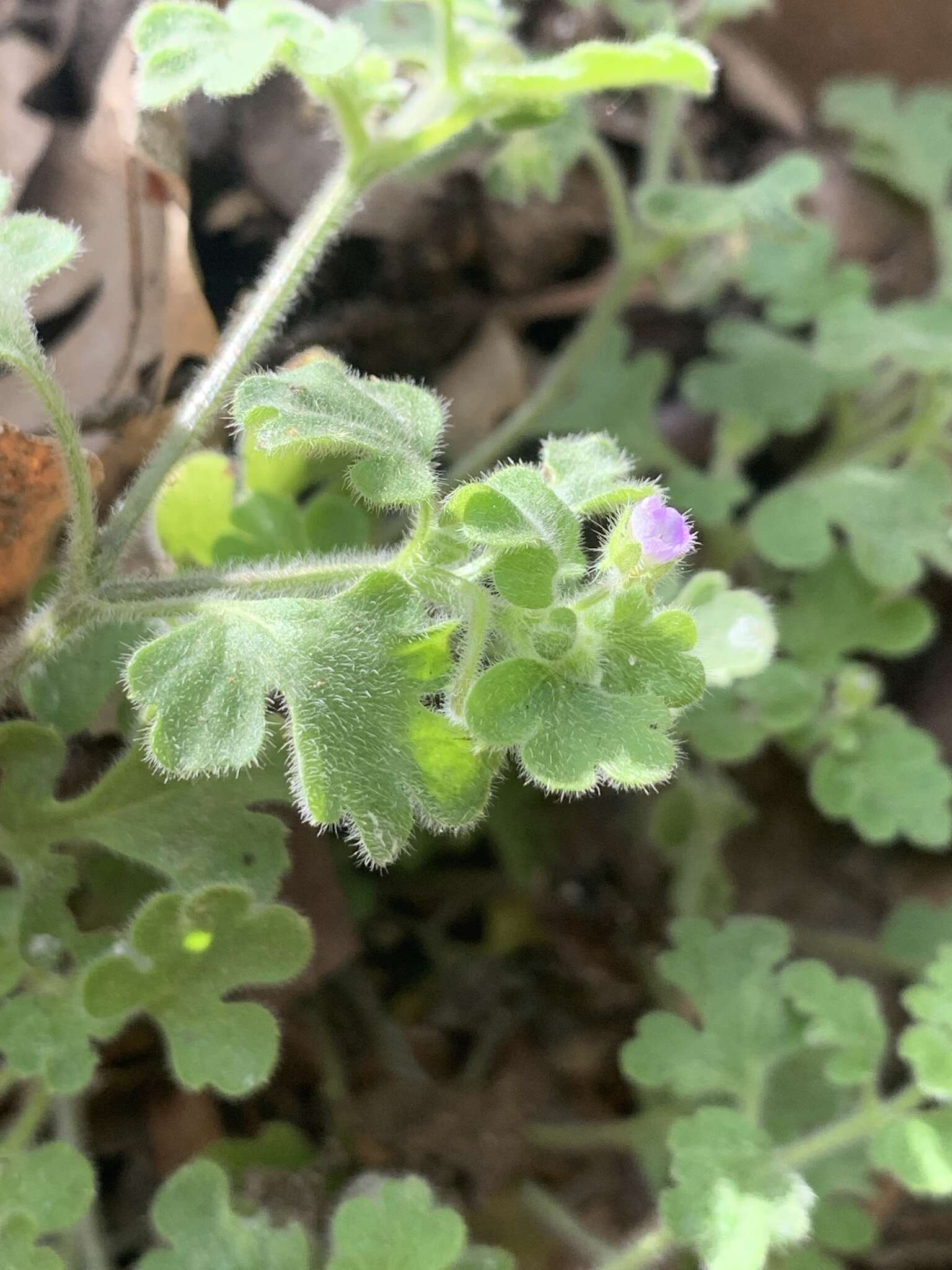 صورة Nemophila parviflora var. quercifolia (Eastw.) H. P. Chandler