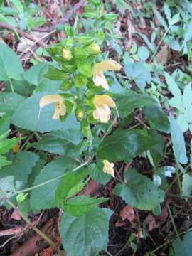 Image of Salvia nipponica Miq.