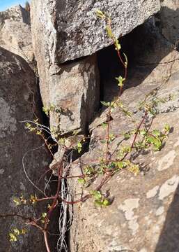 Image of Wirevine